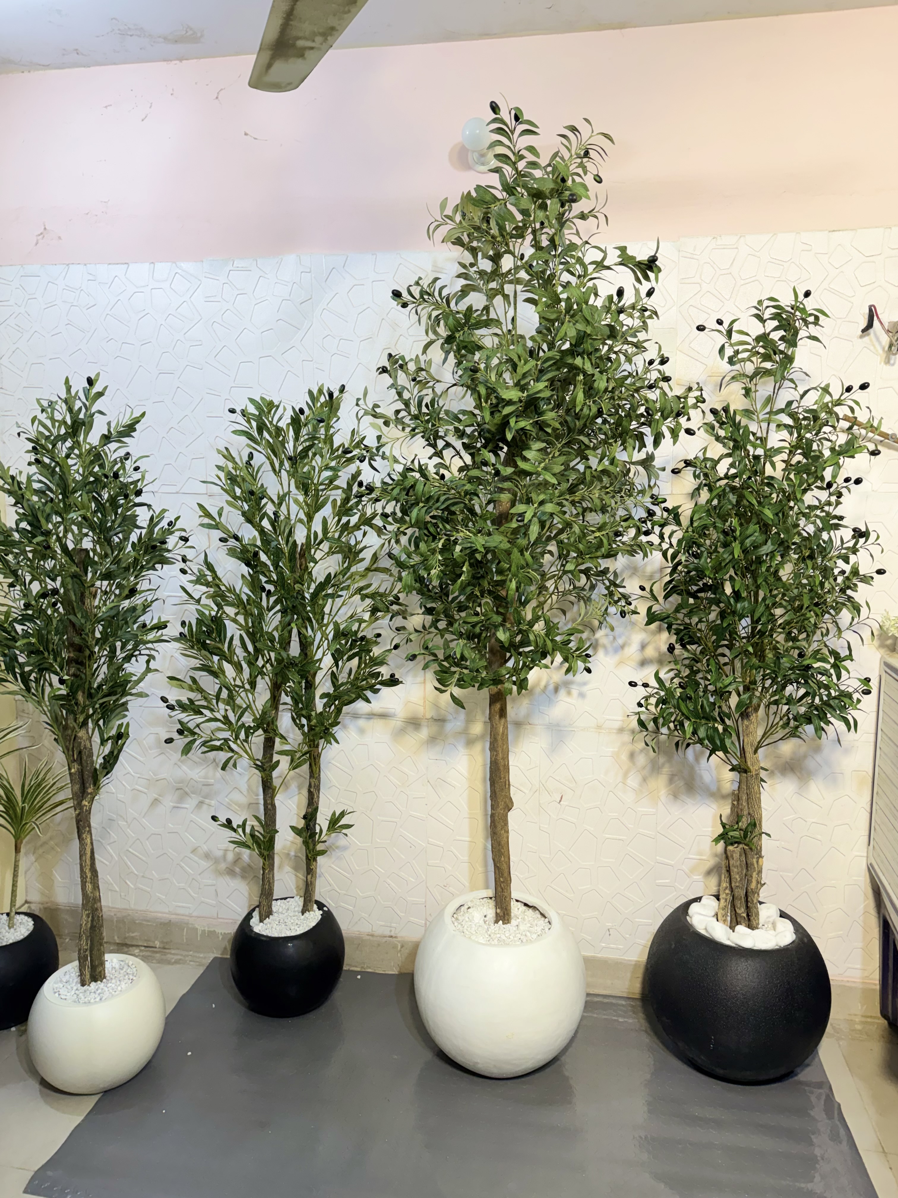 Olive plants with pot 6 ft and 8 ft